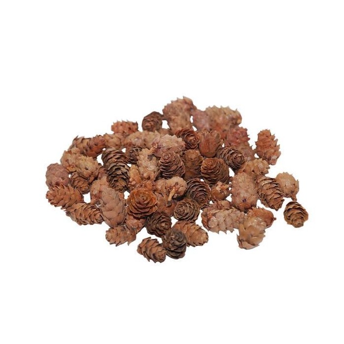 PIGNE BABY SPRUCE 150GR. L.2